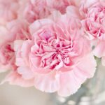 carnation, flowers, cut flowers-1325012.jpg